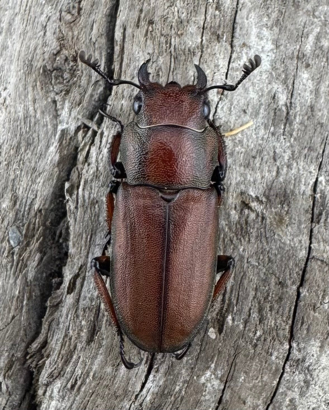 【WD】《スズムラホソアカ ロハス産 41mm ペア》