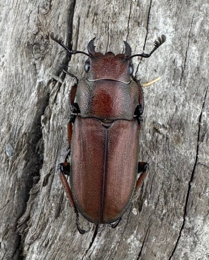 【WD】《スズムラホソアカ ロハス産 41mm ペア》