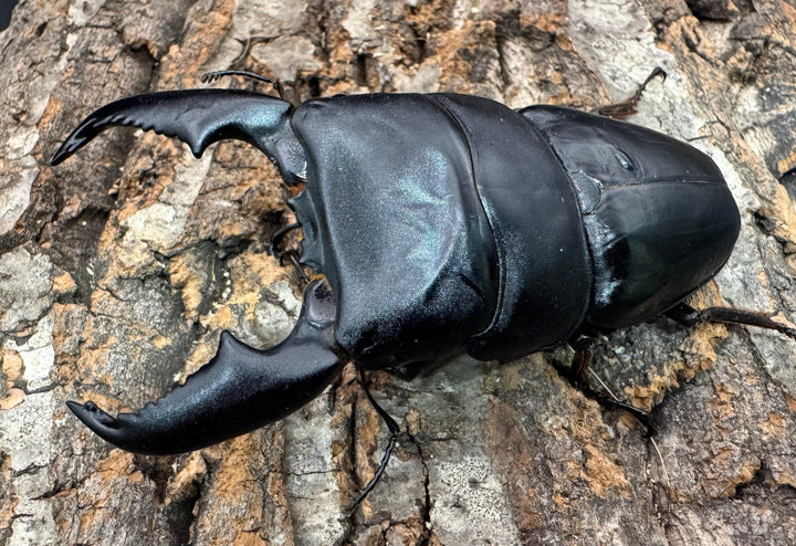 《スマトラオオヒラタ アチェ産 100mm ペア》