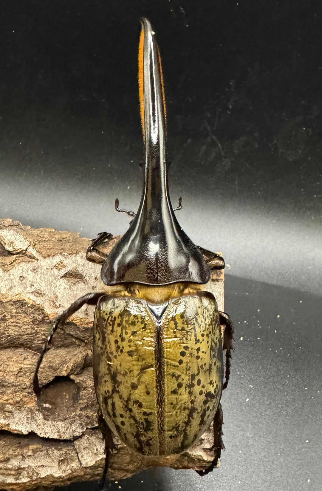 《ヘラクレス・ヘラクレス 126mm ペア》