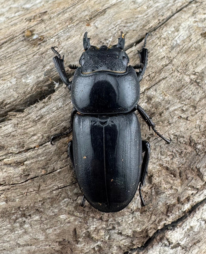 【WD】《ウンナンヒラタ(内歯消滅タイプ) 貴州省産 69mm ペア》