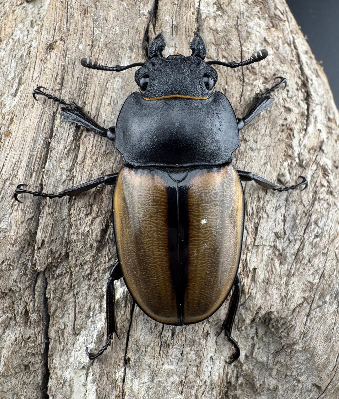 【WD】《カステルナウディツヤ 78.5mm ペア》