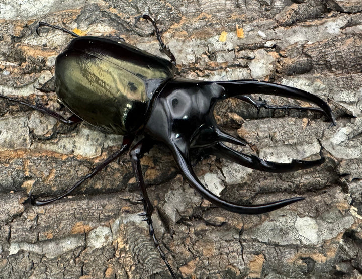 【WD】《ジャワコーカサスオオカブト 100mm ペア》