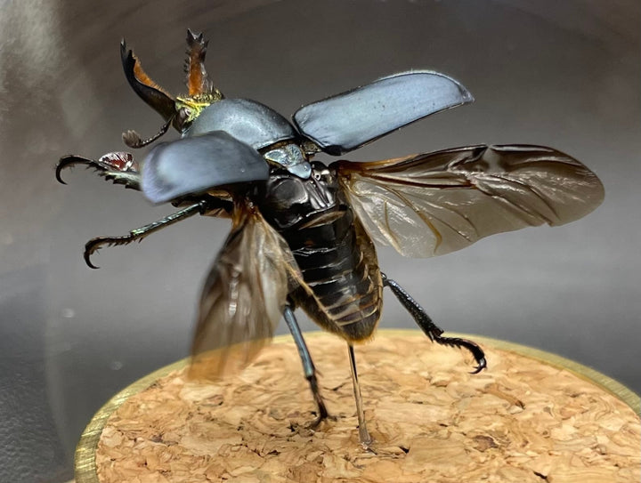 インテリア標本《パプアキンイロクワガタ♂》