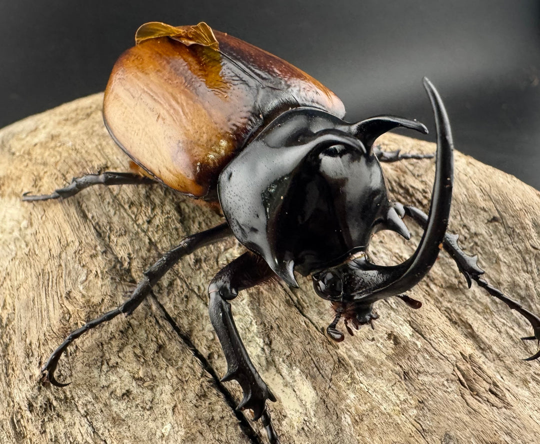 【WD】《スキットゴホンツノカブト 65mm ペア》