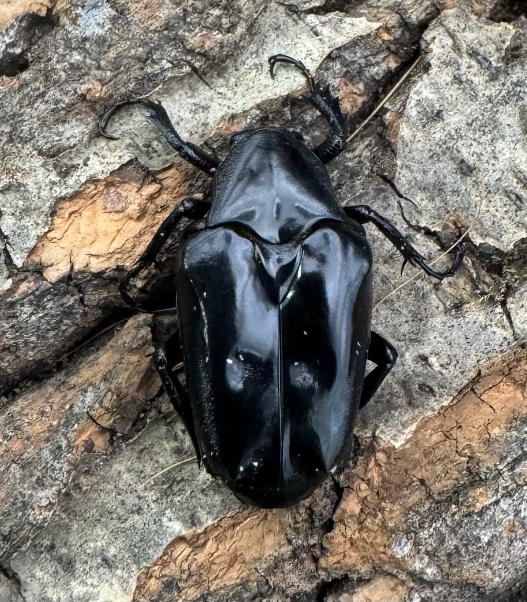 《クロツヤトゲアシハナムグリ ペア》