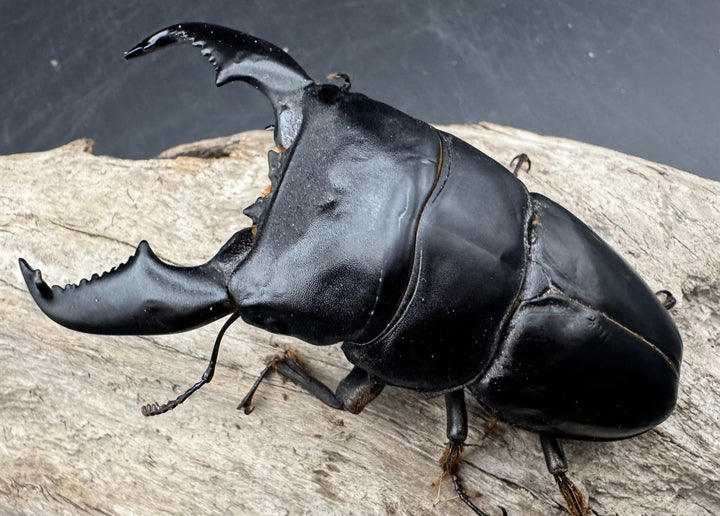 《スマトラオオヒラタ アチェ産 100mm ペア》inohiro109氏ブリード個体