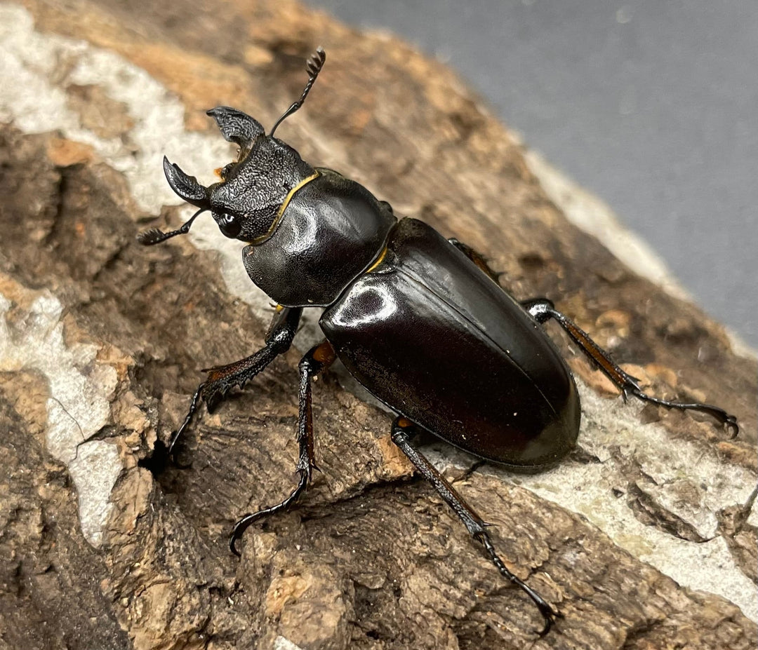 【WD】2018新種記載《ジュシャンミヤマ ♀単》