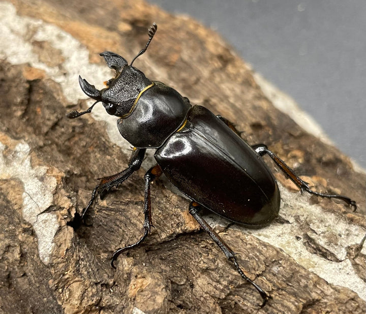 【WD】2018新種記載《ジュシャンミヤマ ♀単》