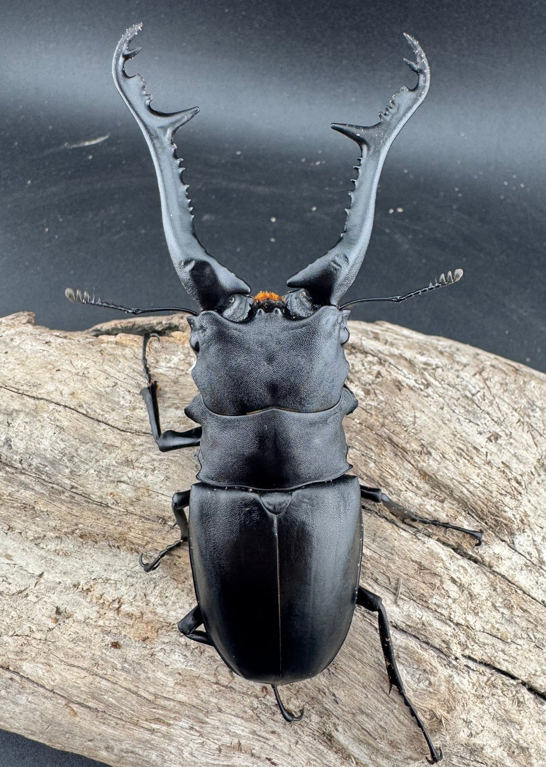 【WF2】《ギラファノコギリ亜種ケイスケ 108mm ペア》