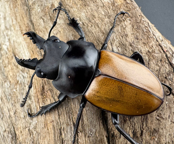 【WD】《ニティドゥスマルバネ亜種lemeei 広西壮族産 46.5mm A’品ペア》②