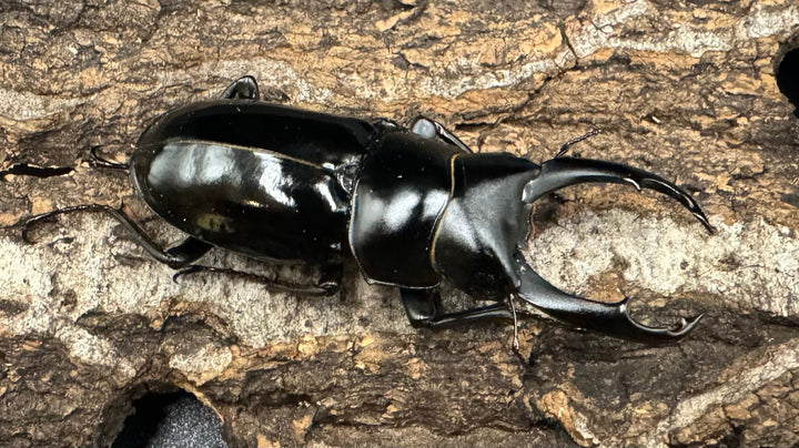 《ネパレンシス トゥリスリ産 61mm ペア》