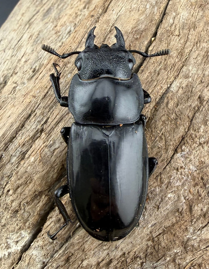 【WD】《マンディブラリスフタマタ 91mm ペア》