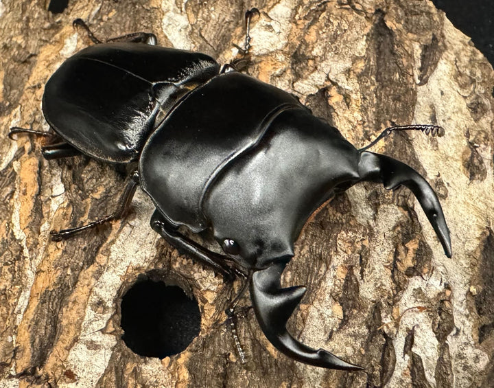 《インドグランディス亜種moriyai Garda95.0血統 70mm ペア》Soul氏ブリード個体