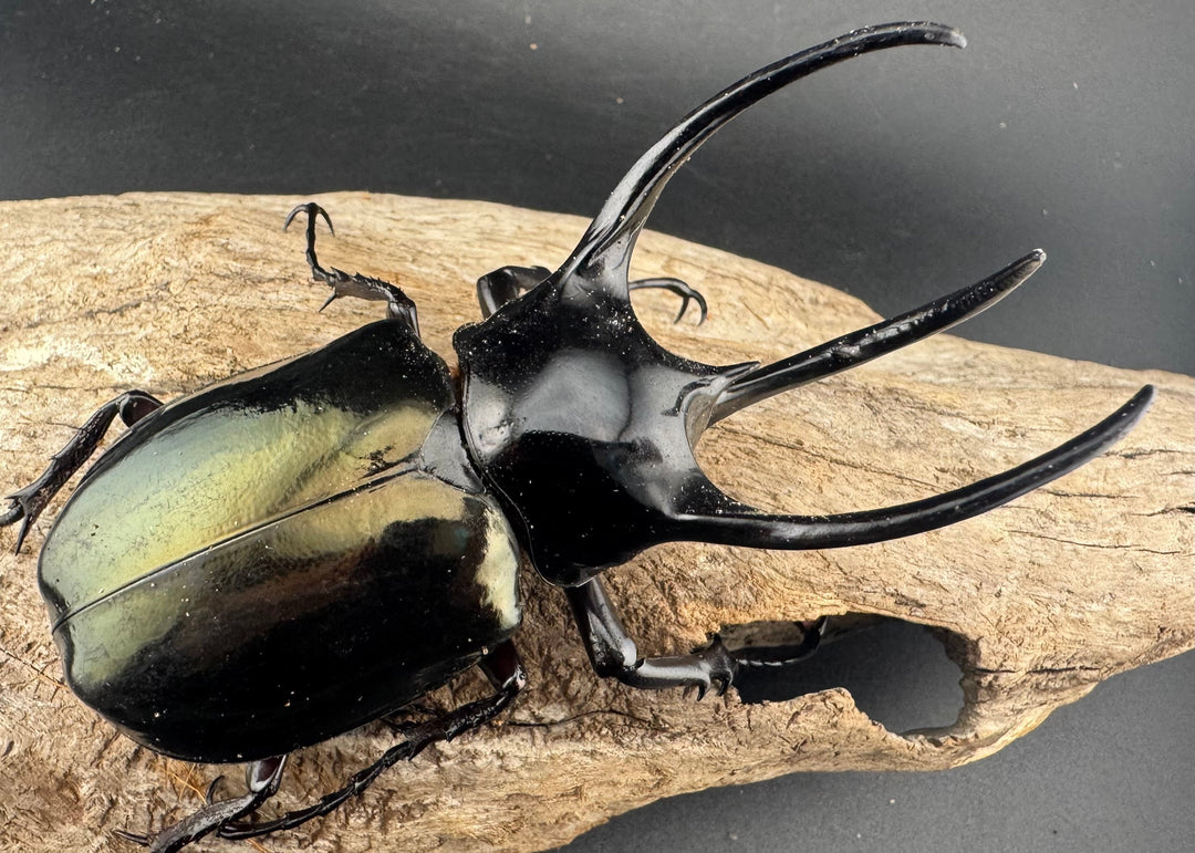 【WD】《タイリクコーカサスオオカブト ラオス産 94mm ペア》