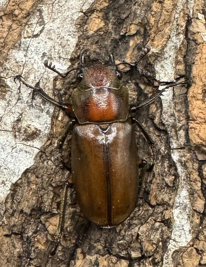 【WD】《クプレオニテンスホソアカ 42mm ペア》