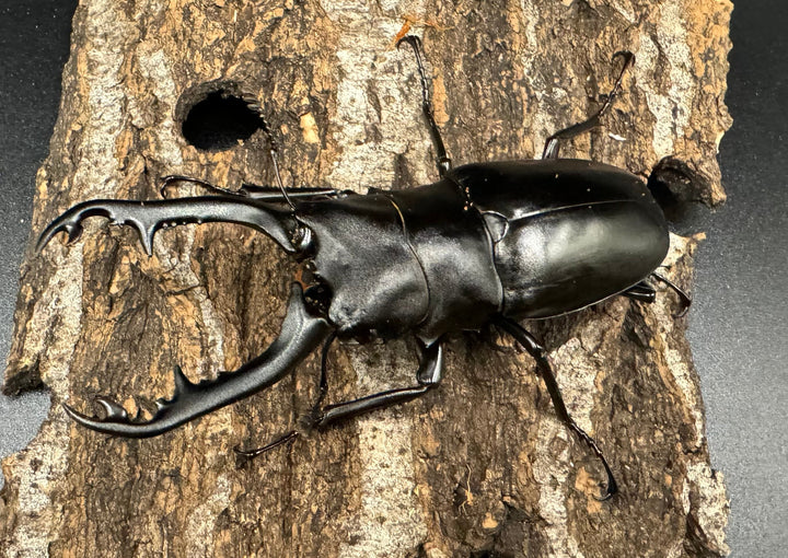 【WD】《ギラファノコギリ亜種ボロブドゥール 88mm ペア》