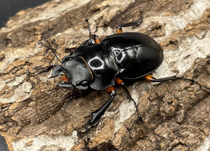 【WD】大型大歯《インペリアリスツヤクワガタ 68mmUP ペア》