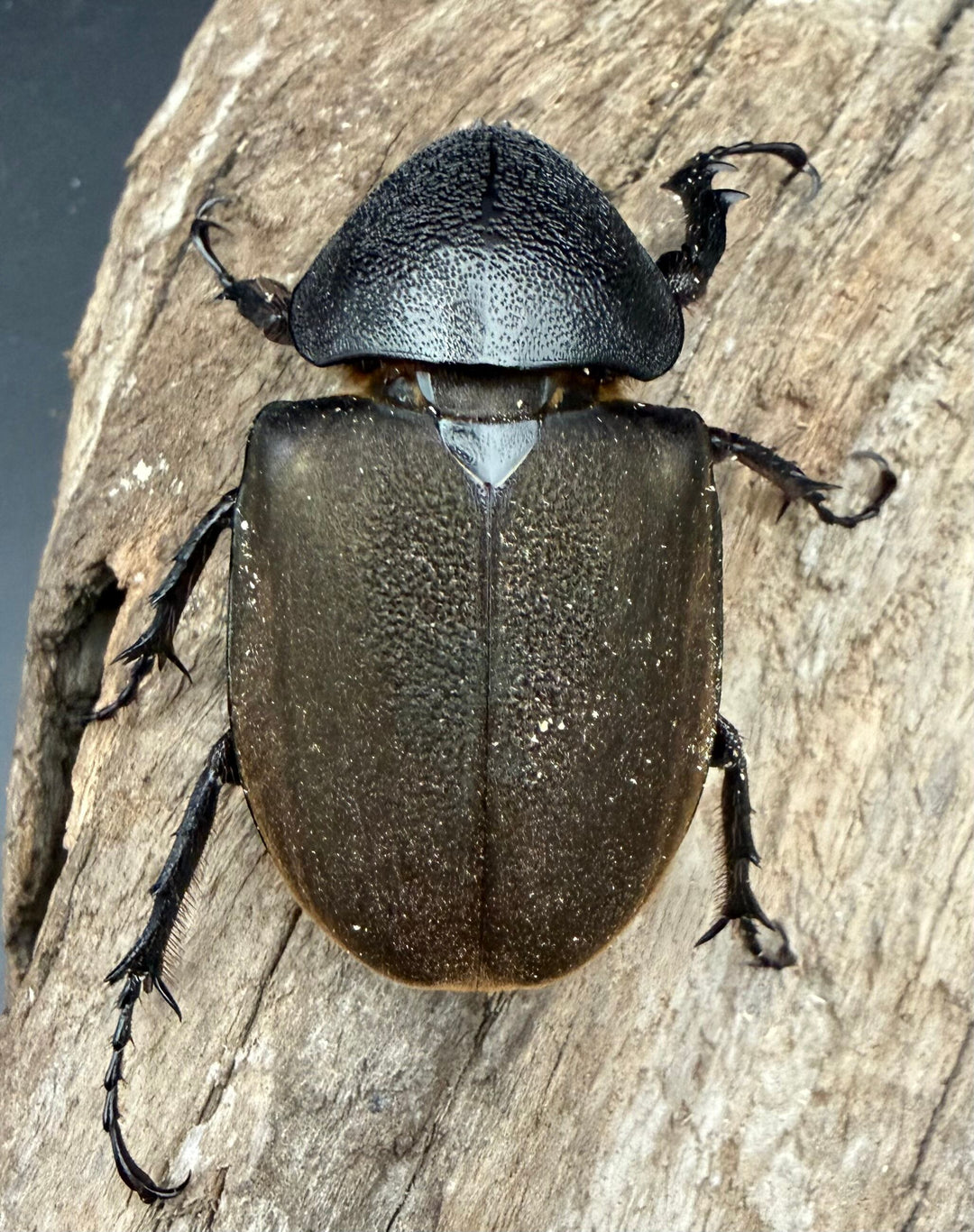 【WD】《モーレンカンプオオカブト 95mm ペア》