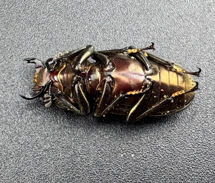 【WD】《メタリフェルホソアカ亜種finae 84.5mm ペア》