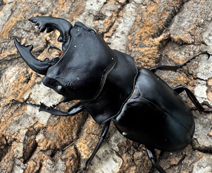 【WD】《スティーブンスツヤクワガタ原名亜種 73mm B品ペア》