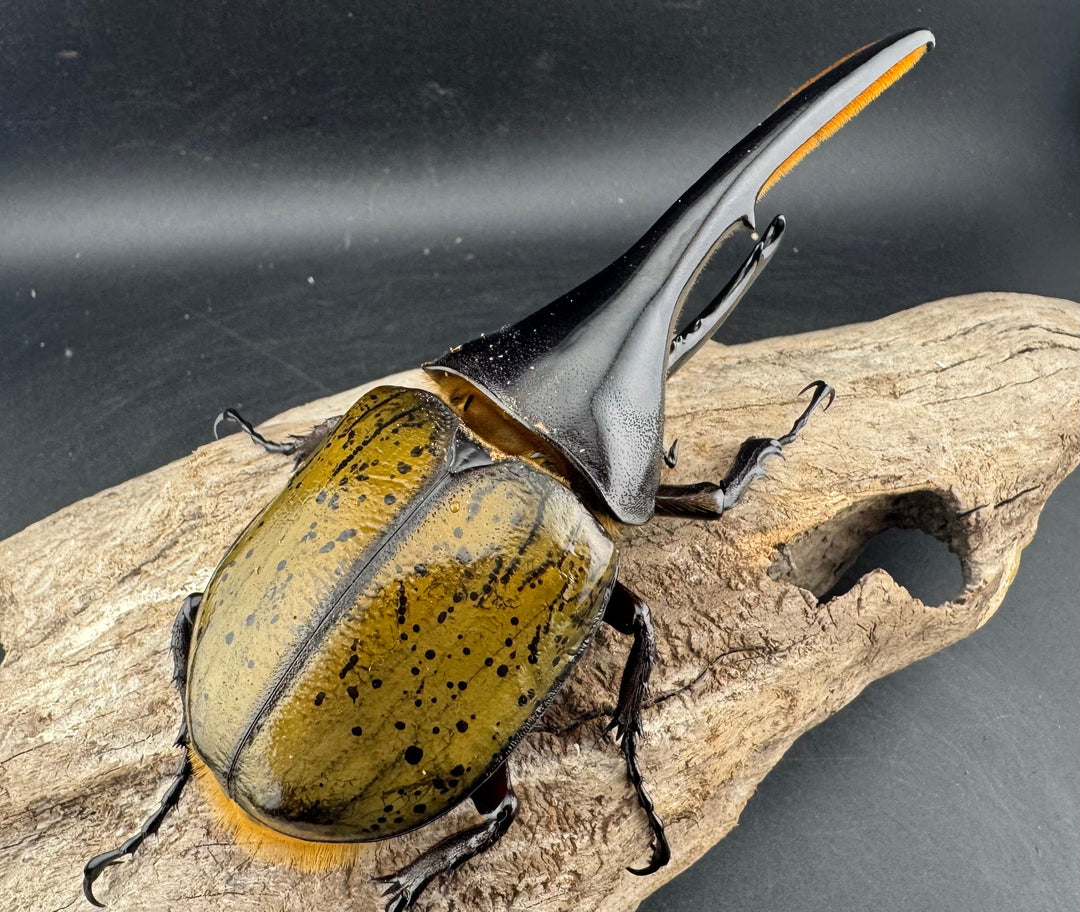 《ヘラクレス・ヘラクレス 134mm ペア》