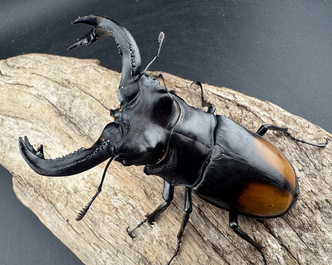 【WD】《セアカフタマタ（パリーフタマタ） 87mm ペア》