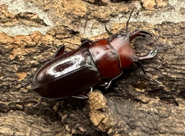 【WD】《モートゥオセスジ原名亜種 ペア》