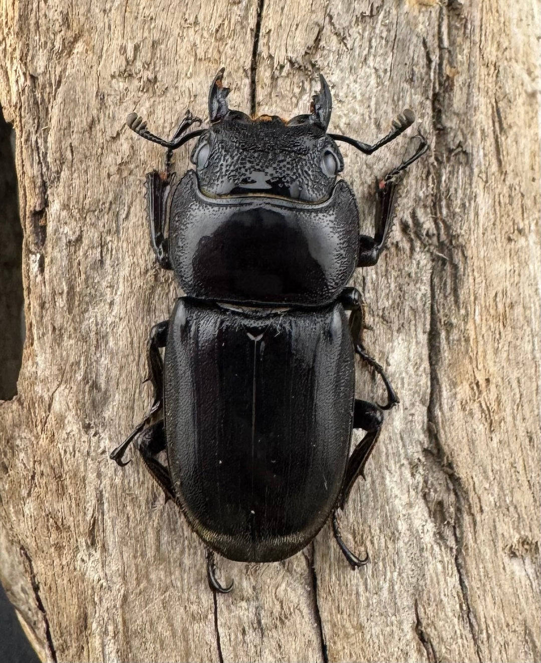 【WD】《スラウェシオオヒラタ 南スラウェシ産 81mm A’品ペア》