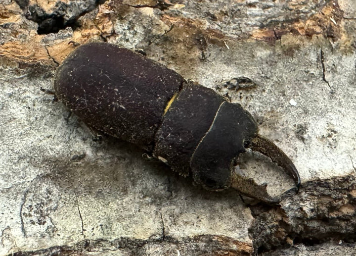 《スクアリドゥスソリアシサビクワ Free ペア》わたくわ氏ブリード個体