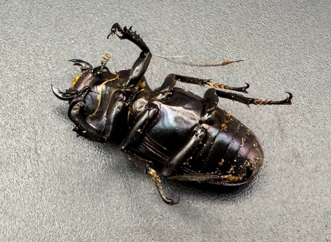 【美麗】《メタリフェルホソアカ 74mm ペア》わたくわ氏ブリード個体