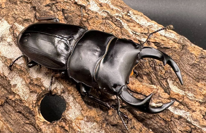 【WD】《クルビデンスオオクワ タイ産 64.5mm ペア》