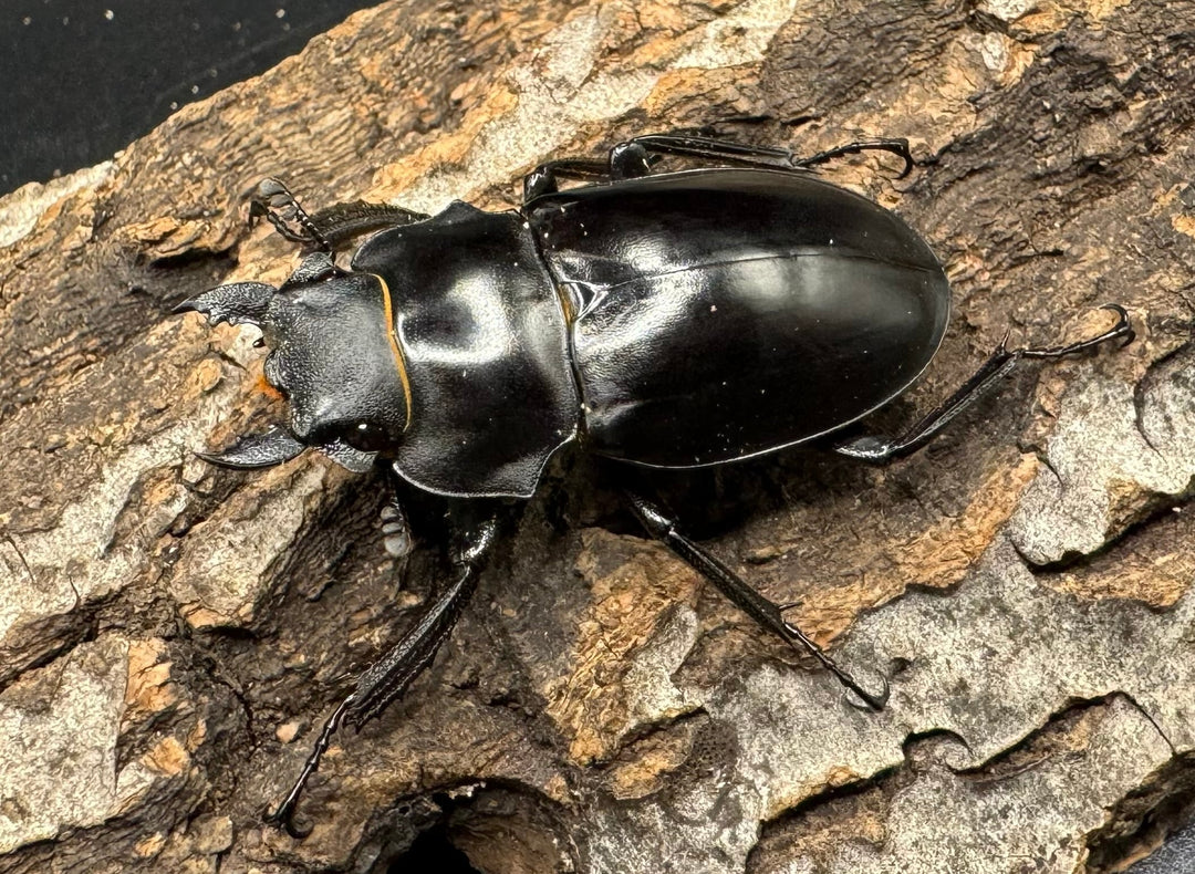 【WD】《アルケスツヤクワガタ 71mm ペア》