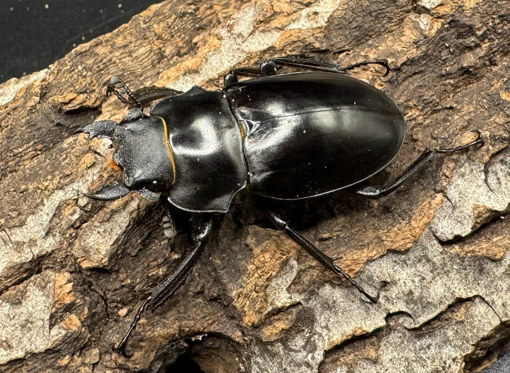 【WD】《アルケスツヤクワガタ 71mm ペア》