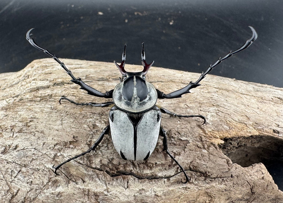 【WD】《アダムスツノハナムグリ Free ペア》①