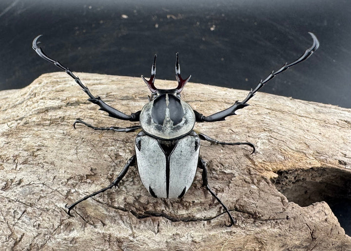 【WD】《アダムスツノハナムグリ Free ペア》①