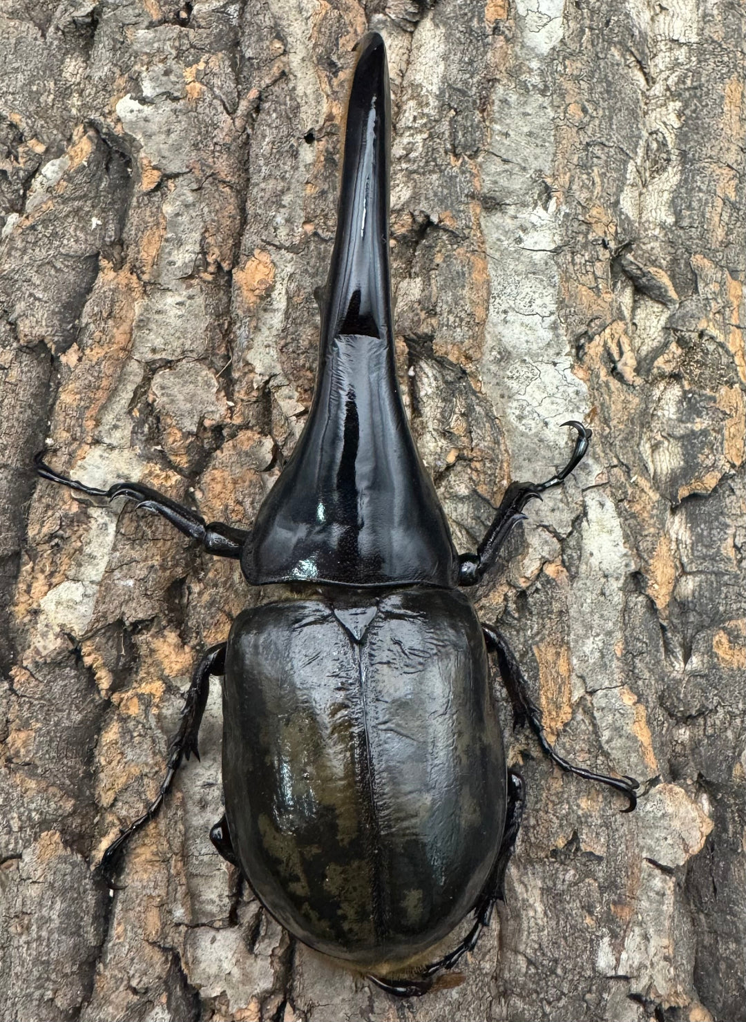 《ヘラクレス・ヘラクレス 144mm ペア》