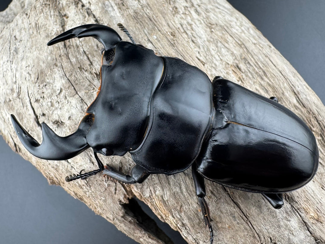 【WF1】《アンタエウスオオクワ カオバン産 80mm ペア》