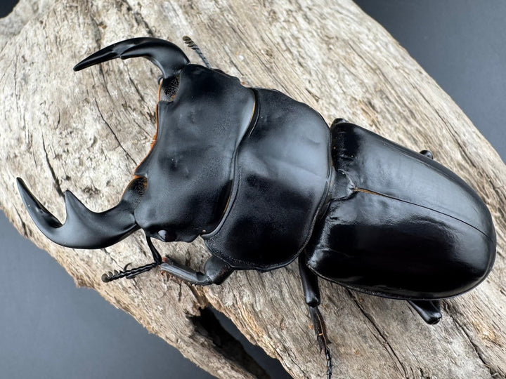 【WF1】《アンタエウスオオクワ カオバン産 80mm ペア》