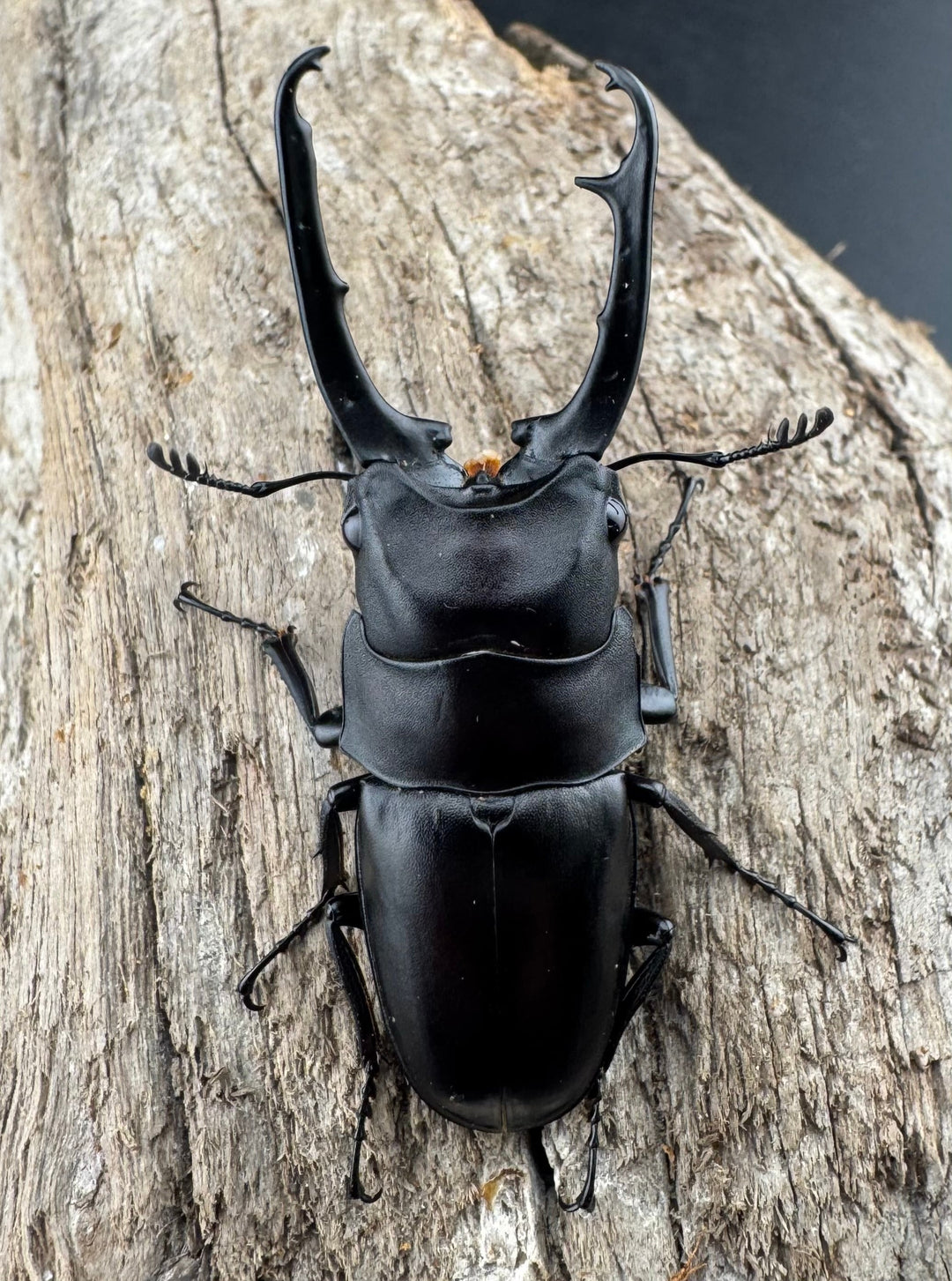 【WD】《ポレクトゥスノコギリクワガタ 51mm ♂♀♀トリオ》