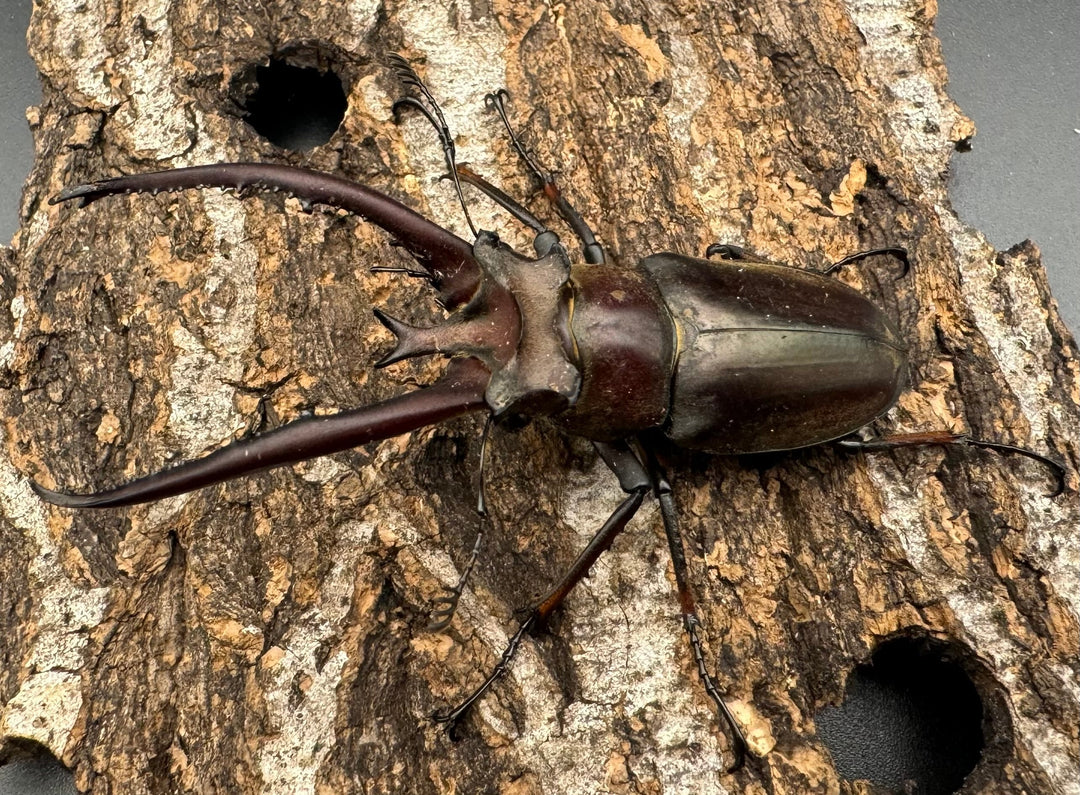 【WD】《プラネットミヤマ 74mm ペア》