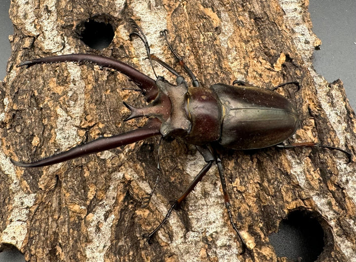 【WD】《プラネットミヤマ 74mm ペア》