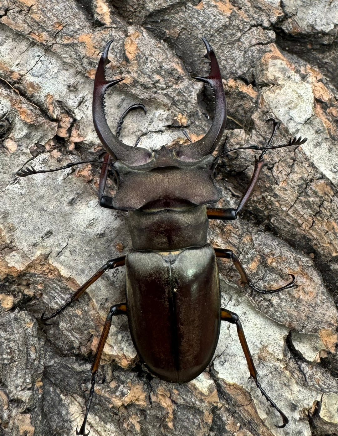 【WD】《クラーツミヤマ原名亜種 57mm ペア》