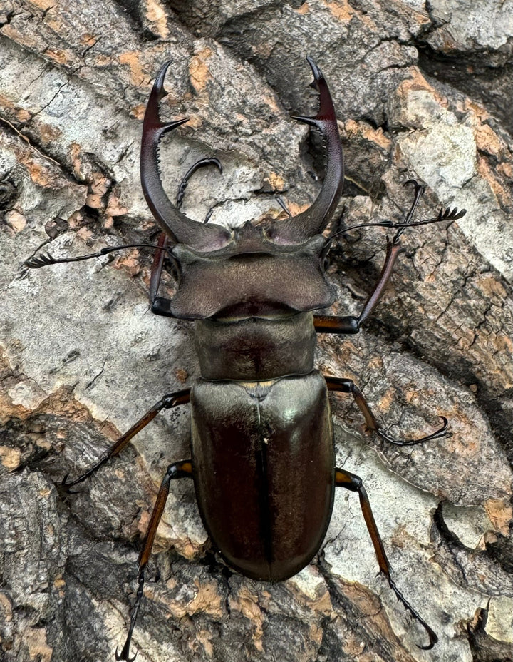 【WD】《クラーツミヤマ原名亜種 57mm ペア》