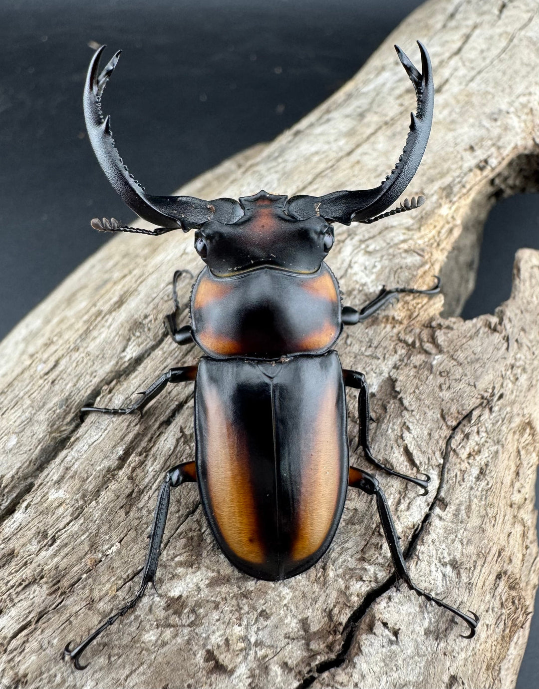 【WD】《スペキオススシカクワガタ 50mm ペア》