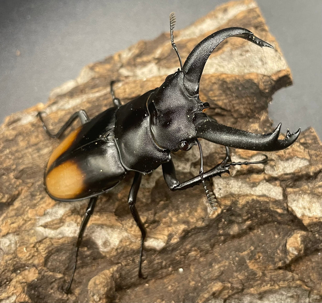 【WD】《パリーフタマタ亜種ディロレイ 65mm ペア》