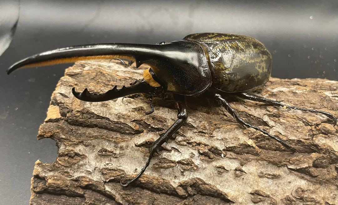 《ヘラクレス・ヘラクレス 126mm ペア》