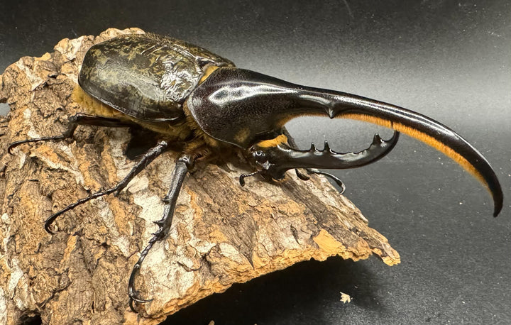 《ヘラクレス・ヘラクレス 122mm ペア》