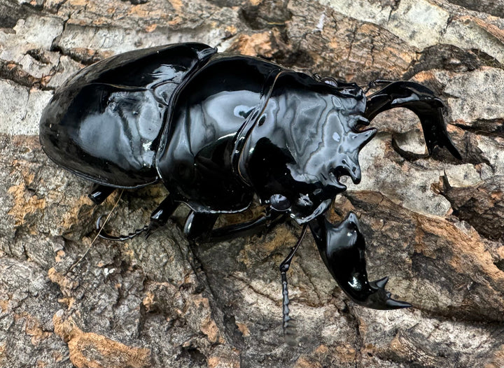 《タランドゥスオオツヤクワガタ 78mm ペア》