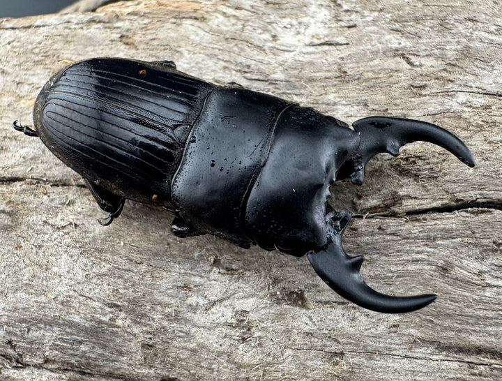 【WD】《フィリピンネブト亜種バンガイエンシス 30mm ペア》